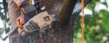 Best Pest Control for Lawns  in Pardeeville, WI