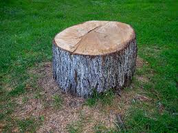 How Our Tree Care Process Works  in  Pardeeville, WI