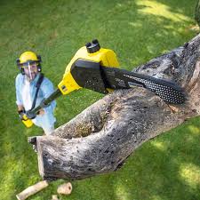 Best Tree and Shrub Care  in Pardeeville, WI