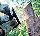 Best Tree Removal  in Pardeeville, WI
