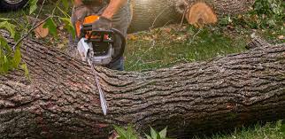 Best Tree Risk Assessment  in Pardeeville, WI