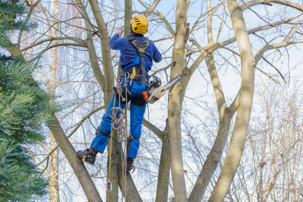 Best Tree Disease Treatment  in Pardeeville, WI