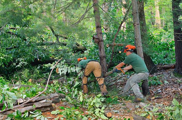 Best Arborist Consultation Services  in Pardeeville, WI