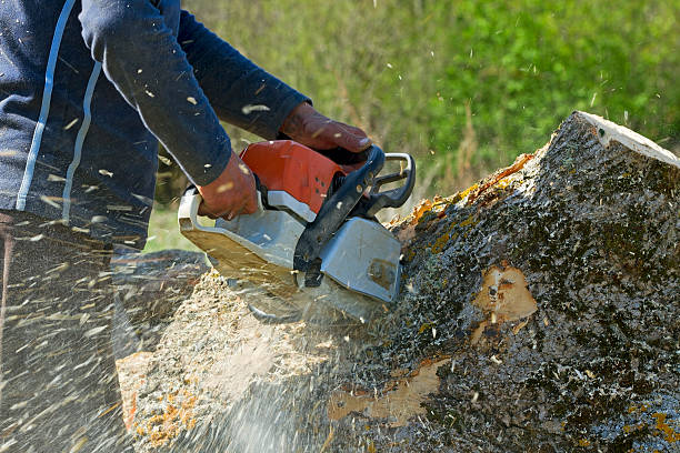 Best Leaf Removal  in Pardeeville, WI