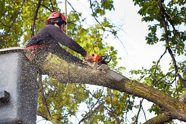 Best Weed Control  in Pardeeville, WI