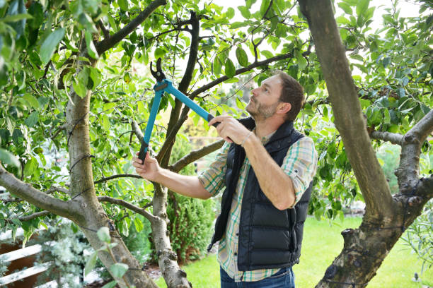Best Root Management and Removal  in Pardeeville, WI